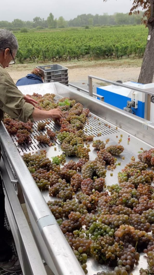 Premiers coups de sécateurs,
Ce matin ont démarré les vendanges de 2024.
Les premières grappes de sauvignon gris ont été réceptionnées afin d’être triées, pressées, et les moûts envoyés en cuve. 

This morning saw the start of the 2024 harvest.
The first bunches of Sauvignon gris were received for sorting and pressing, the juice was sent to the vats.

#harvest #vendanges #pessacleognan @bdxsciencesagro @chateaulucheyhalde @pessacleognan