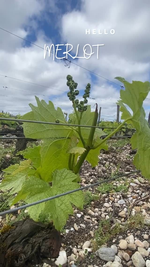 🍇 Avec le printemps, le Merlot pointe le bout de son nez, apportant avec lui douceur et saveur ! 🍷

#pessacleognan #vinsdebordeaux #chateaulucheyhalde #bordeauxsciencesagro #degustation #printemps2025 #renouveau #bordeauxmetropole 

« L’abus d’alcool est dangereux pour la santé, à consommer avec modération »